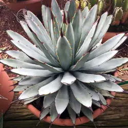 بذر کاکتوس آگاو ماکروکانتا