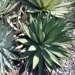 بذر کاکتوس آگاو ماکروکانتا