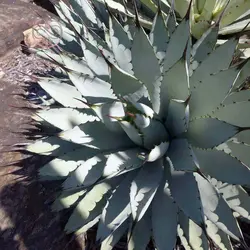 بذر کاکتوس آگاو ماکروکانتا