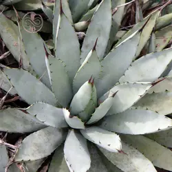 بذر کاکتوس آگاو ماکروکانتا