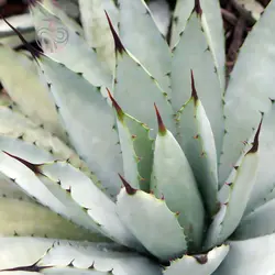 بذر کاکتوس آگاو ماکروکانتا