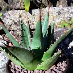 بذر کاکتوس آگاو پارپاسوروم