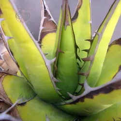 بذر کاکتوس آگاو پارپاسوروم