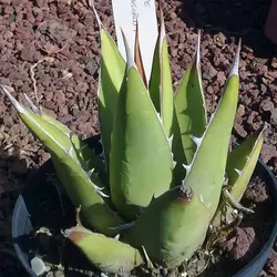 بذر کاکتوس آگاو پارپاسوروم