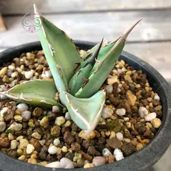 بذر کاکتوس آگاو پارپاسوروم