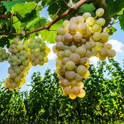 نهال انگور بخور عطری