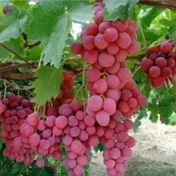 نهال انگور رد گلاب