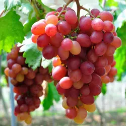 نهال انگور رد گلاب