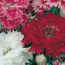 بذر میخک چاینا معطر