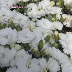 بذر میخک چاینا معطر