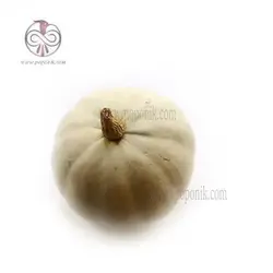 بذر کدو تنبل سفید