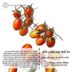 مجموعه بذر گوجه چری زیتونی