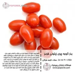 مجموعه بذر گوجه چری زیتونی