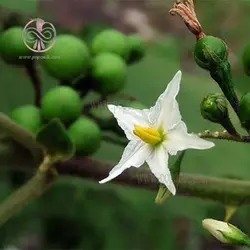 بذر بادمجان نخودی سبز