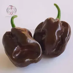 بذر فلفل هابانرو شکلاتی