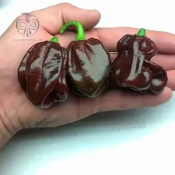 بذر فلفل هابانرو شکلاتی