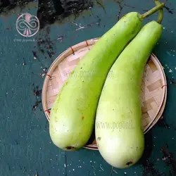 بذر کدو تنبل سفید بلند