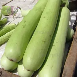 بذر کدو تنبل سفید بلند