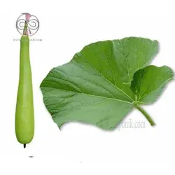 بذر کدو تنبل سفید بلند