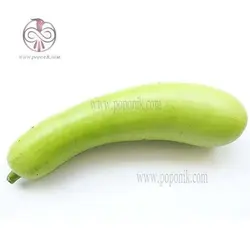 بذر کدو تنبل سفید بلند