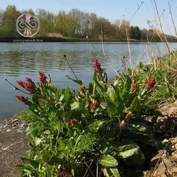 بذر ترشک (رومکس)