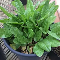 بذر ترشک (رومکس)