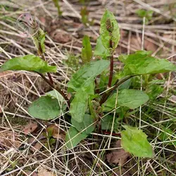 بذر ترشک (رومکس)