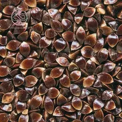 بذر ترشک (رومکس)