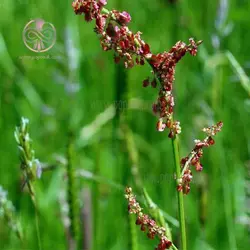 بذر ترشک (رومکس)