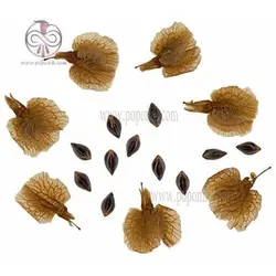 بذر ترشک (رومکس)