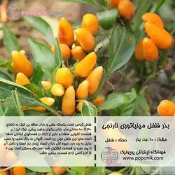 مجموعه بذر فلفل مینیاتوری