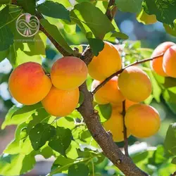 نهال زردآلو مازندرانی