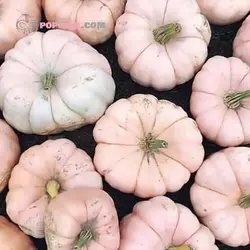 بذر کدو تنبل عروسک سفالی صورتی