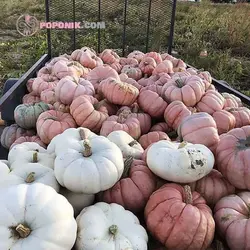 بذر کدو تنبل عروسک سفالی صورتی