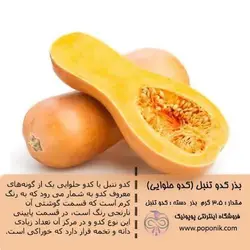 مجموعه بذر کدو تنبل