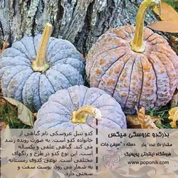 مجموعه بذر کدو تنبل