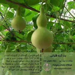 مجموعه بذر کدو تنبل