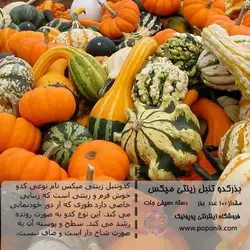 مجموعه بذر کدو تنبل