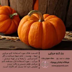مجموعه بذر کدو تنبل
