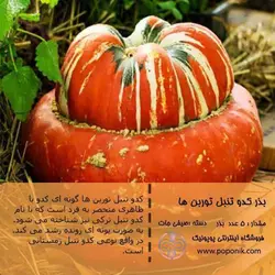 مجموعه بذر کدو تنبل