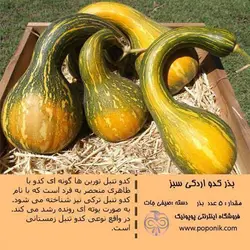 مجموعه بذر کدو تنبل