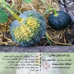 مجموعه بذر کدو تنبل