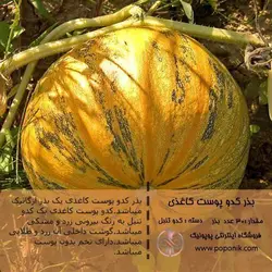 مجموعه بذر کدو تنبل