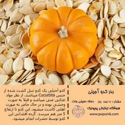 مجموعه بذر کدو تنبل