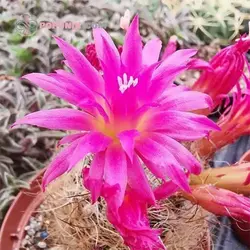 بذر کاکتوس نئوپورتریا ویلوسا