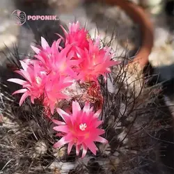 بذر کاکتوس نئوپورتریا ویلوسا