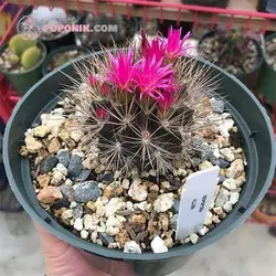 بذر کاکتوس نئوپورتریا ویلوسا