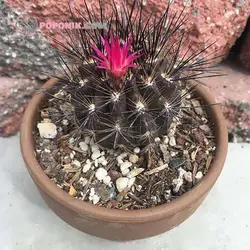 بذر کاکتوس نئوپورتریا ویلوسا