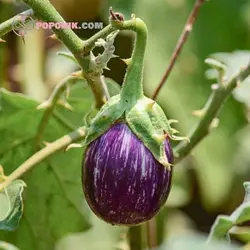 بذر بادمجان مینیاتوری بنفش تایگر