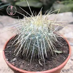 بذر کاکتوس مامیلاریا نجاپنسیس